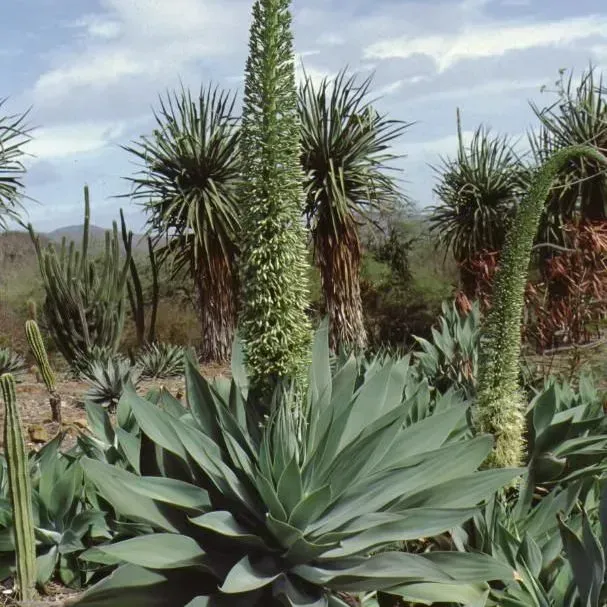 thumbnail for publication: Agave spp.: Agave, Century Plant